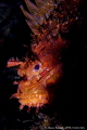   Mediterranean scorpionfish portrait Scorpaena scrofa  